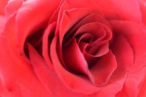 hermosa rosa roja brillante de cerca con muchos pétalos foto