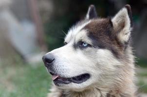 Arctic Malamute with blue eyes muzzle portrait close up. This is a fairly large dog native type photo