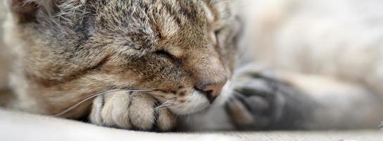 Close up of a sad and lazy tabby cat napping on the couch outdoors in evening photo