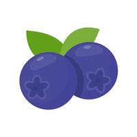 Blueberry vector. Fresh berries. Healthy fruits contain antioxidants. vector