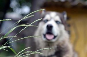 Malamute ártico con retrato de bozal de ojos azules de cerca a través de los tallos de hierba verde con enfoque selectivo foto