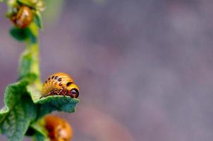 Colorado potato beetle larvae eat leaf of young potato photo