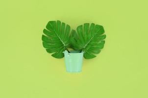 Tropical palm monstera leaf lies in a pastel pail on a colored background. Flat lay trendy minimal composition. Top view photo