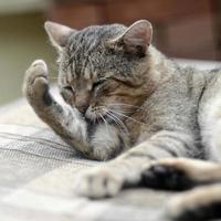 Portrait of tabby cat sitting and licking his hair outdoors and lies on brown sofa photo