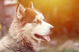 Arctic Malamute with blue eyes muzzle portrait close up. This is a fairly large dog native type photo