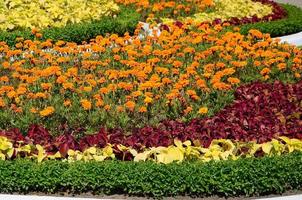 Coleus flowerpot. Beautiful perspective of natural coleus plant leaves photo