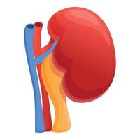 Urinary kidney icon, cartoon style vector