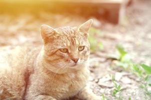 Sad muzzle portrait of a grey striped tabby cat with green eyes, selective focus photo