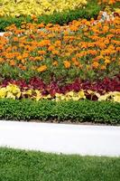 Coleus flowerpot. Beautiful perspective of natural coleus plant leaves photo