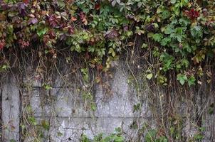 vino salvaje que cubre un muro de hormigón foto