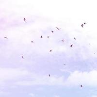 A lot of white gulls fly in the cloudy blue sky photo