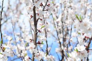 Pink Apple Tree Blossoms with white flowers on blue sky background photo