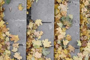 viejos escalones de hormigón, esparcidos con muchas hojas de otoño caídas amarillentas foto