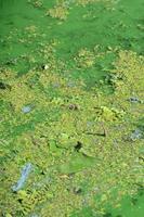 The surface of an old swamp covered with duckweed and lily leaves photo