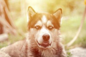 Arctic Malamute with blue eyes muzzle portrait close up. This is a fairly large dog native type photo
