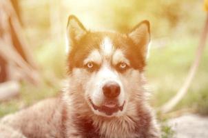 Arctic Malamute with blue eyes muzzle portrait close up. This is a fairly large dog native type photo