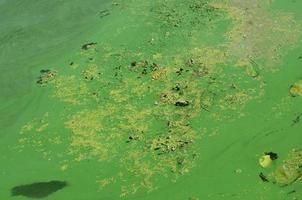 The surface of an old swamp covered with duckweed and lily leaves photo