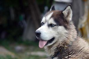 Arctic Malamute with blue eyes muzzle portrait close up. This is a fairly large dog native type photo