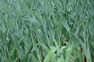 Lots of green stems from red tulips grow in a flowerbed photo