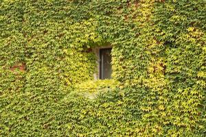 Antique brick facade covered in green ivy with window photo