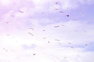 A lot of white gulls fly in the cloudy blue sky photo