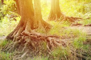 Mighty roots of an old tree in green forest in daytime photo