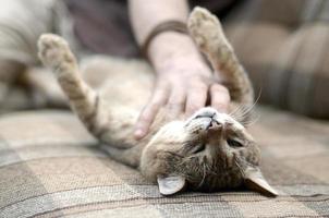 A cute big brown tabby cat lying on the soft sofa lazy while the hand scratching his neck photo