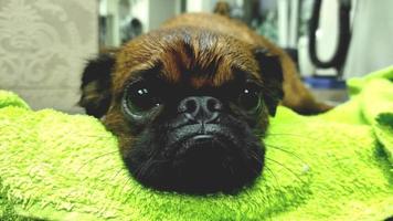 a small dog lies face on a towel after washing video