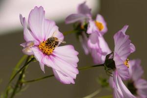 macro de una abeja melífera apis mellifera en una flor de cosmos rosa con fondo borroso protección ambiental libre de pesticidas salvar el concepto de biodiversidad de las abejas foto