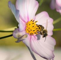 Macro of a honey bee apis mellifera on a pink cosmos blossom with blurred background pesticide free environmental protection save the bees biodiversity concept photo