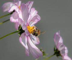 macro de una abeja melífera apis mellifera en una flor de cosmos rosa con fondo borroso protección ambiental libre de pesticidas salvar el concepto de biodiversidad de las abejas foto