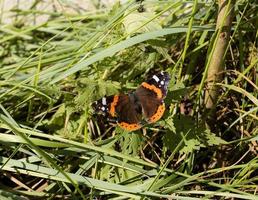 Red admiral Vanessa atalanta butterfly sitting on a leaf photo