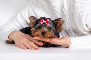 Yorkshire Terrier puppy lies in the hands of the owner. Concept of trust of a dog to a person photo