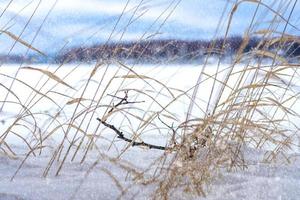 Snow-covered grass at sunset in winter on the lake. Cloudy weather in the cold. photo