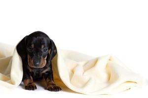 Adorable dachshund puppie looks out from under the soft warm blanket. Bask in bed. Hiding from the cold. photo