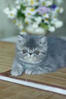 A beautiful gray kitten of an exotic shorthair breed lies on the brown background of the house photo