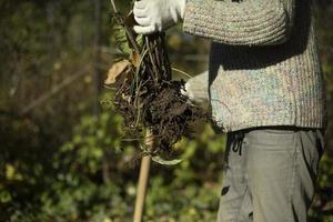 Guy planting plants. Work in garden. Gardener holds sprout roots. photo