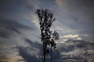Tree in forest. Forest landscape. Beauty of nature. Clouds in sky. Details of nature. photo