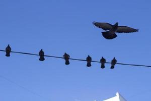 Pigeons against blue sky. Birds in city. Flight of pigeons. photo