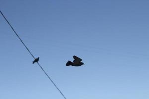 Pigeons against blue sky. Birds in city. Flight of pigeons. photo