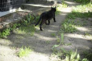 Cat. Stray animal in yard. Details of cat's life. photo