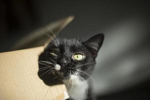 gato en casa. el gato ama la caja. mascota de pelo negro y mancha blanca en el hocico. foto