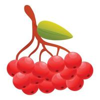 Rowan sorbus icon, cartoon style vector