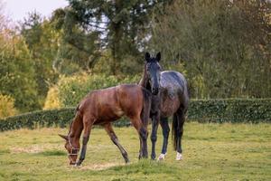 Mare and her beautiful foal. Horse with foal close-up. photo