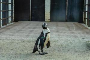 The lonely small funny Pinguin photo