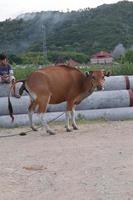 Cow in the field. Bali cattle are cattle originating from Bali, Indonesia photo