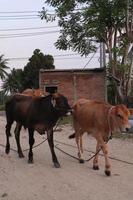 Cow in the field. Bali cattle are cattle originating from Bali, Indonesia photo