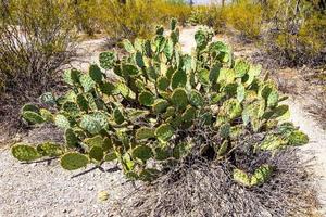 Prickly Pear Cactus In Arizona Desert photo