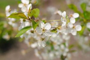 Spring blooming apple tree branch photo