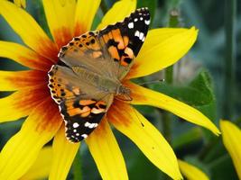 Butterfly Vanessa cardui sits on a flower Rudbeckia photo